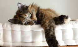 Katzen und Matratzen – und das eine oder andere Malheur