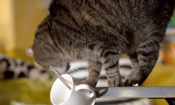 Katzen, Geschirr und Schwerkraft