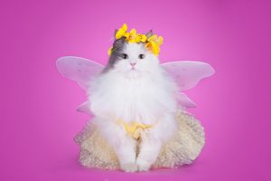 Katze mit Schmetterlingsflügeln und Tütü - Kitsch oder kein Kitsch?