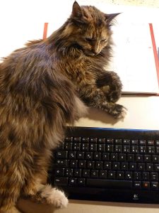 Katze-Mi-Tastatur