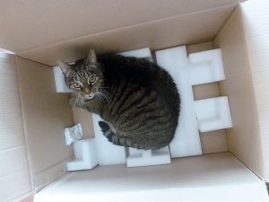 Katze-Neo-Karton
