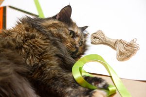 Katze-Mi-hilft-beim-Basteln