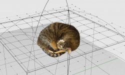 Katzen und Physik